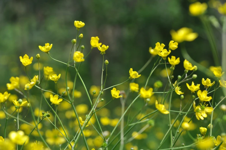 a close up of yellow flowers in a field