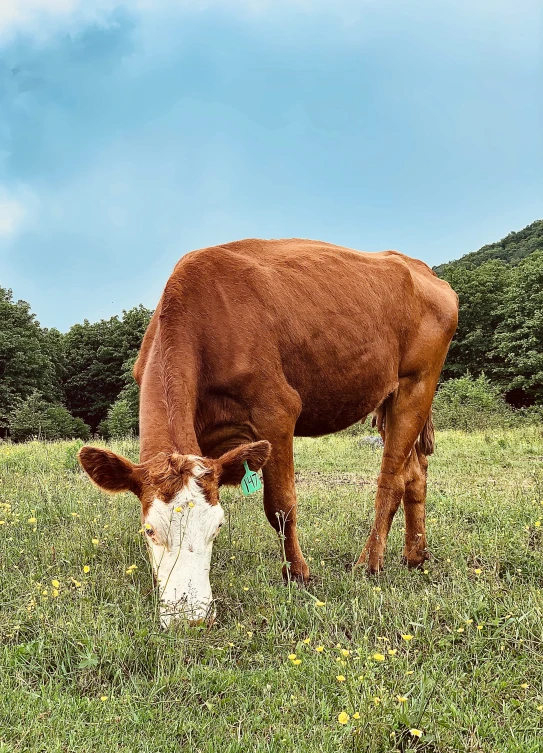 cow grazes on green grass in an open field