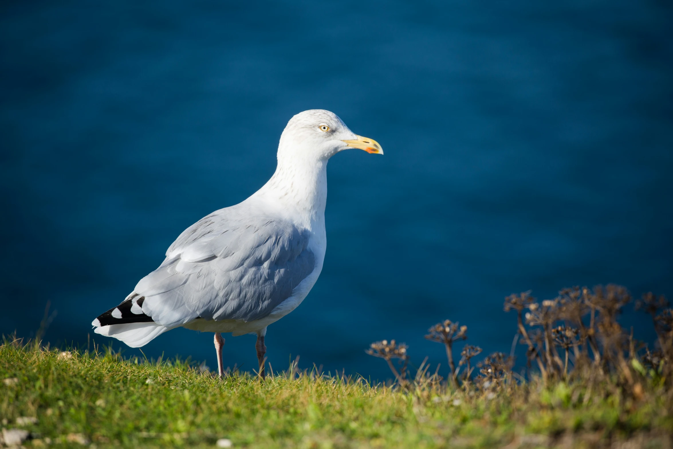 a white and black bird sitting on top of grass