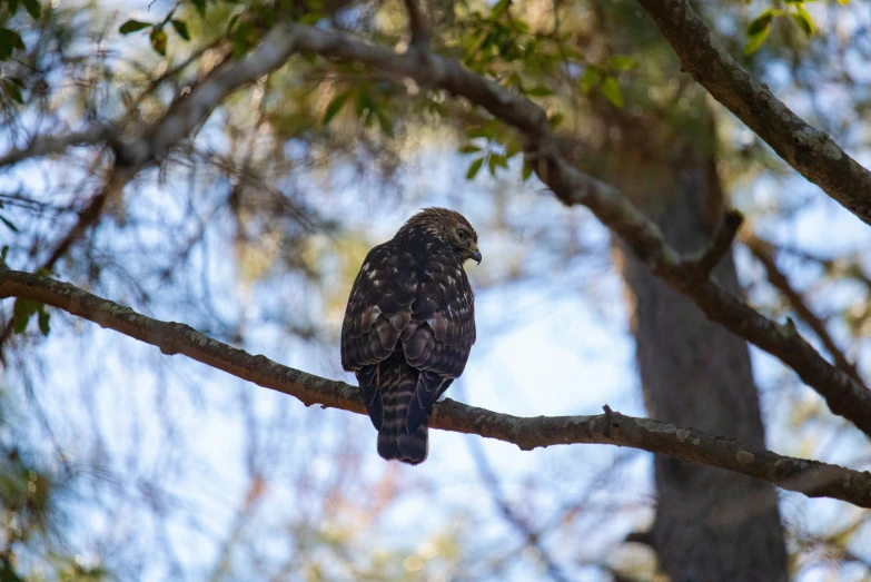 a bird perched on a nch in a tree