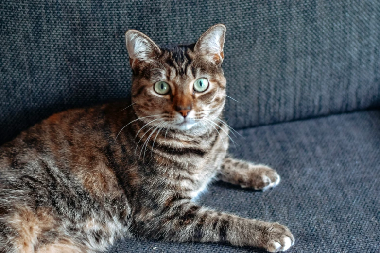 a striped cat laying on a couch looking up