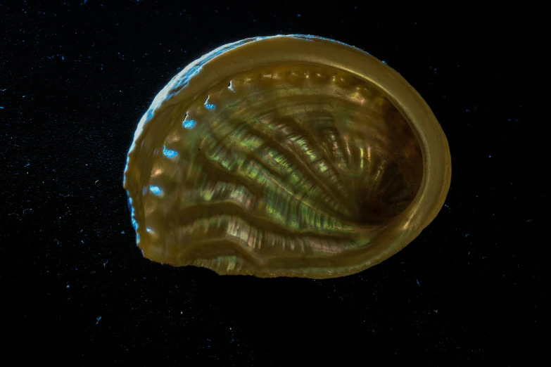 the underside view of an agate shell against black background