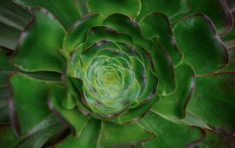 a close up of a large green flower