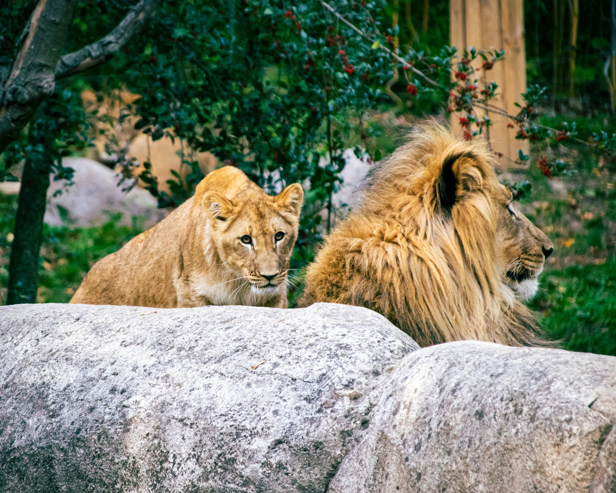 two lions sitting next to each other on top of a rock