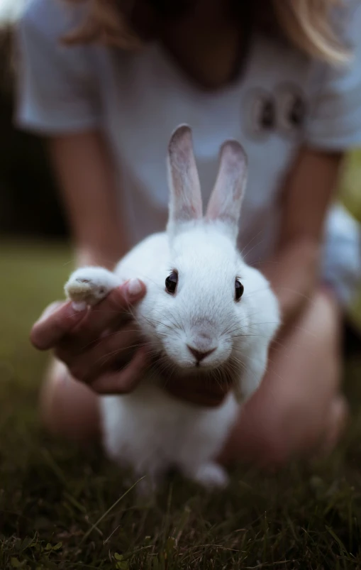 there is a white rabbit that has been petted