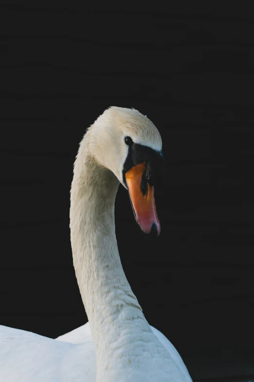 a duck is walking on the snow