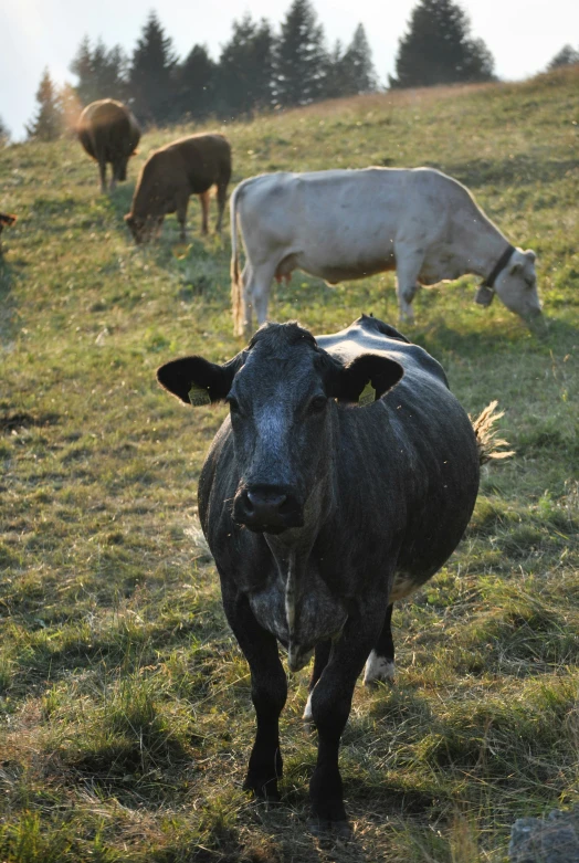 cows grazing on grass with trees in background