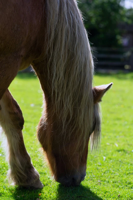 a small pony standing on top of a lush green field