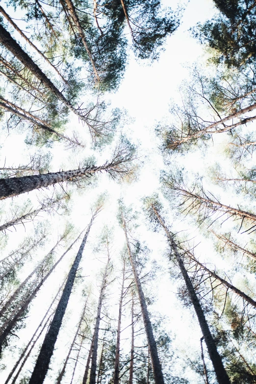 looking up at tall trees with the sky in the background