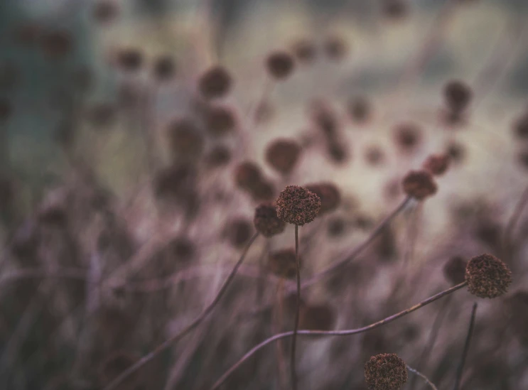 a blurry pograph of some flowers with a small amount of blur