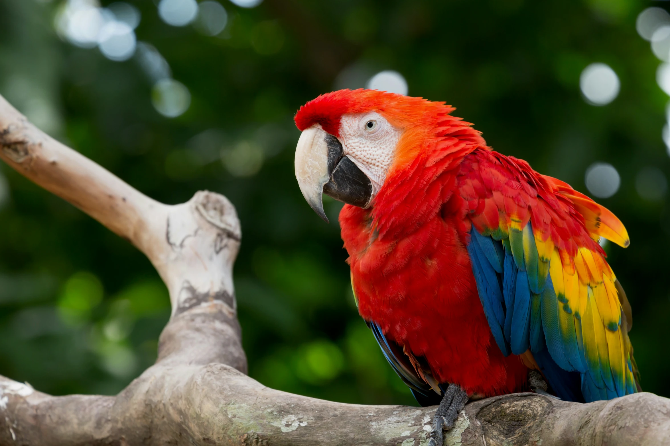 a red parrot is sitting on a tree nch