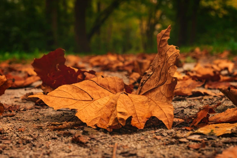 several different sized and small leaves are on the ground