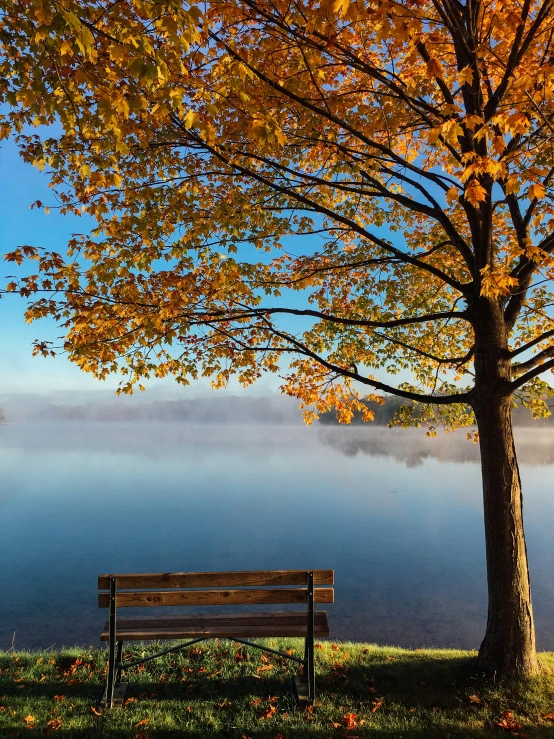 a wooden bench underneath a big tree by a lake
