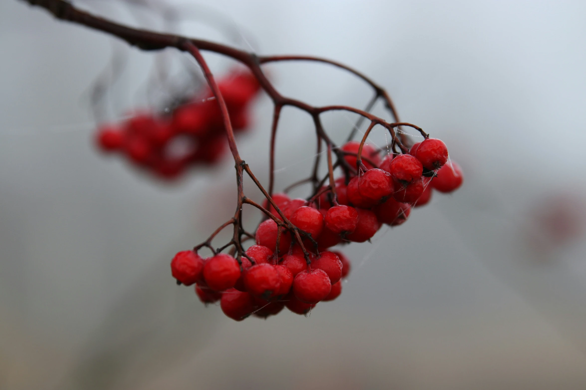 berries with short stalks and leaves on their nches