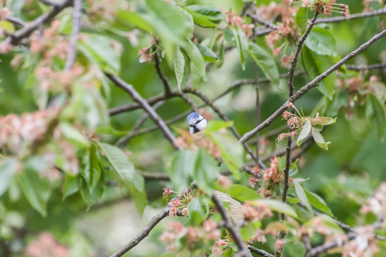 blue jay sitting in the center of a tree with berries