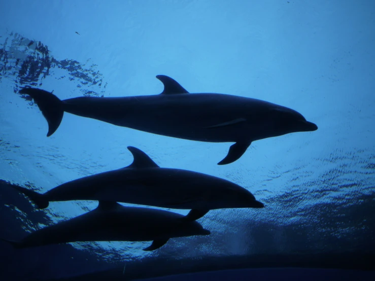 a couple of dolphins swimming under water