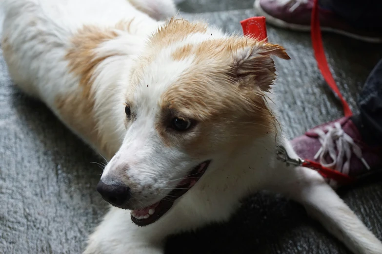 the dog is panting while lying on the floor