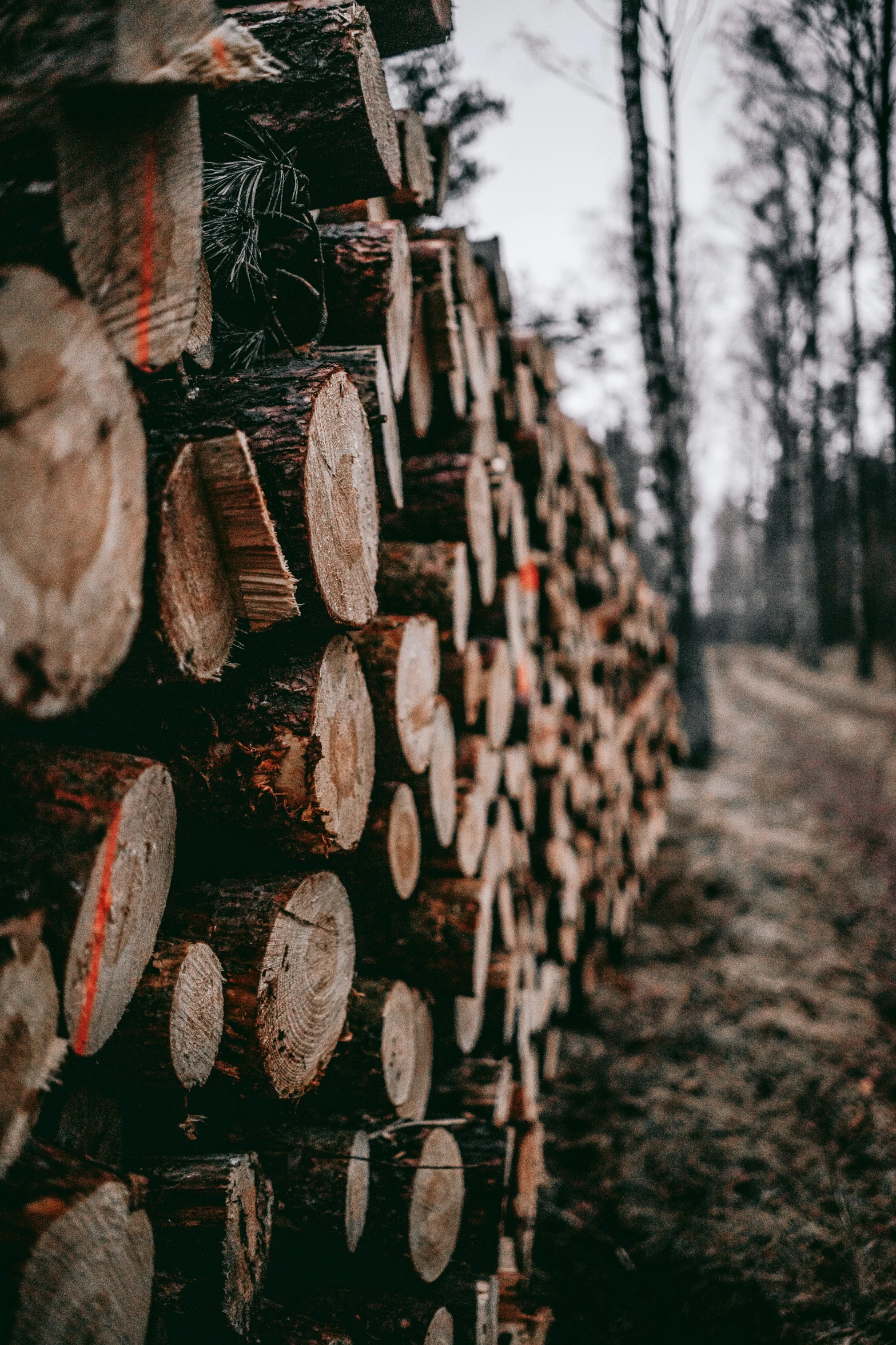 a long stack of wood with lots of logs stacked up in the background