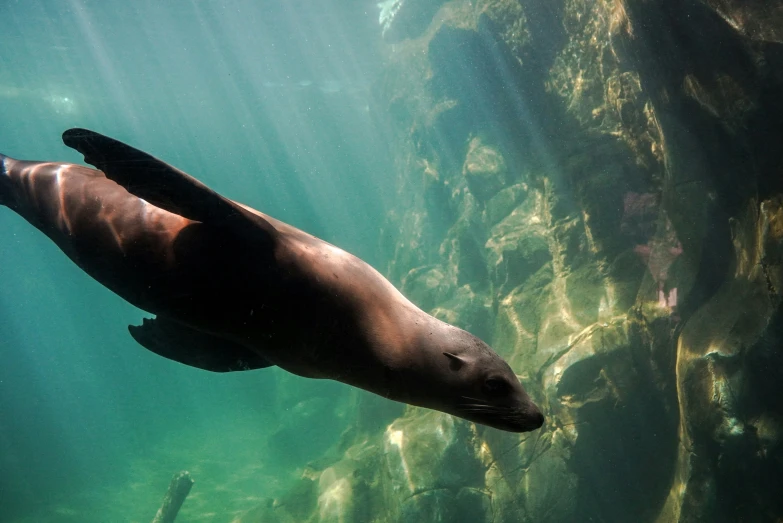 the sea lion floats under the surface of the water