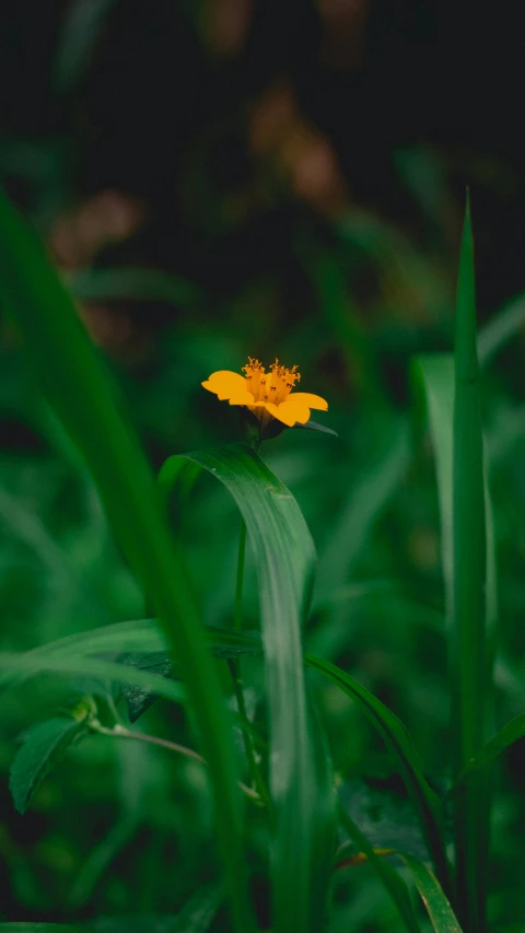 a single flower is shown on the grass