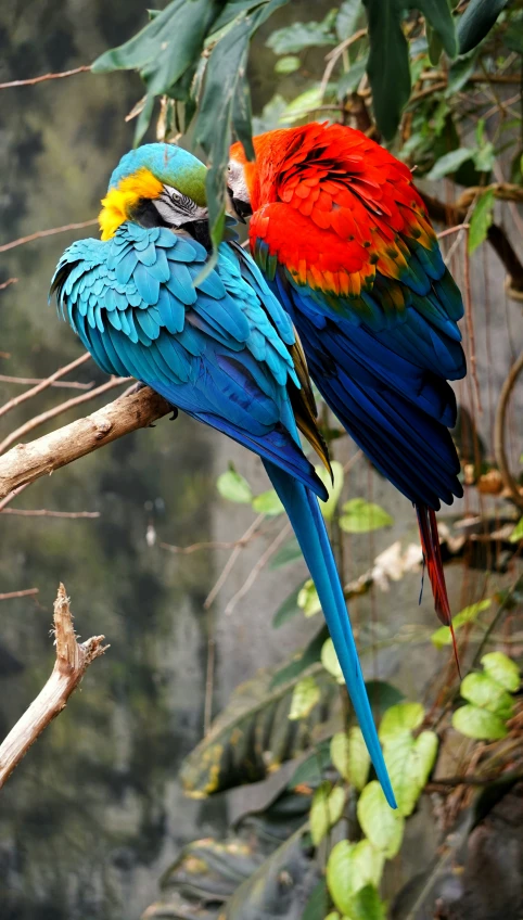 two parrots are sitting on a nch near a forest