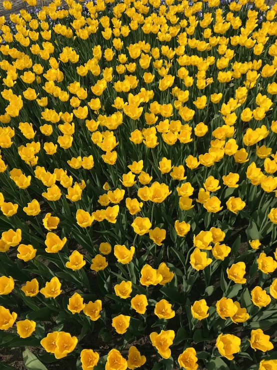 several rows and piles of yellow flowers near each other