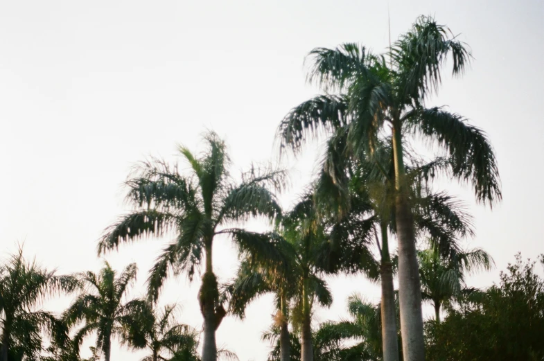 some palm trees some white and gray skies and some blue