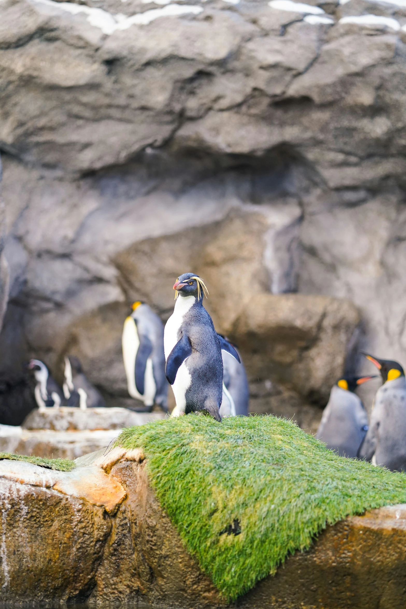 penguin in group with other penguins inside their habitat