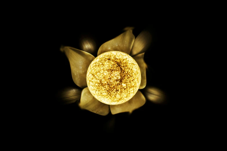 an image of the top view of a flower