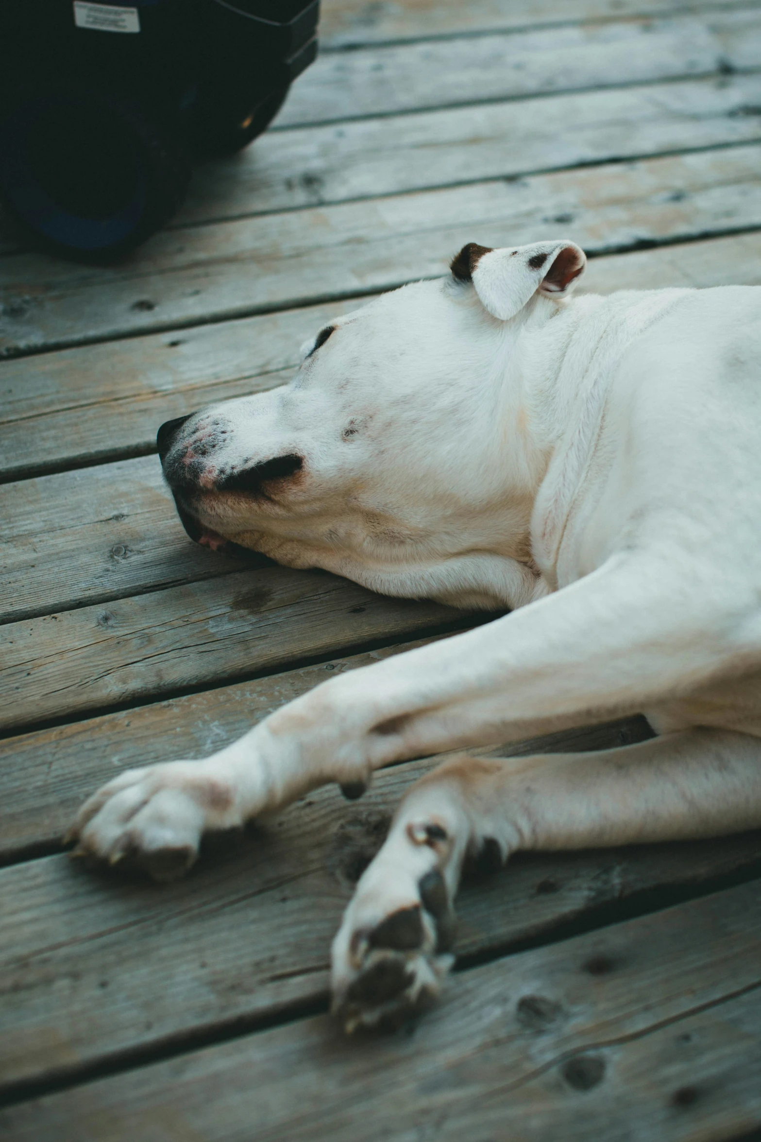 a close - up po of a dog sleeping on a wooden deck
