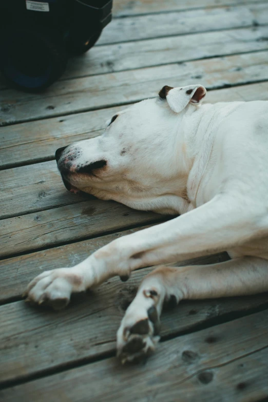 a close - up po of a dog sleeping on a wooden deck