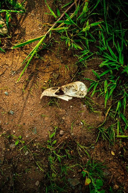 a bird skull left in the dirt among some weeds