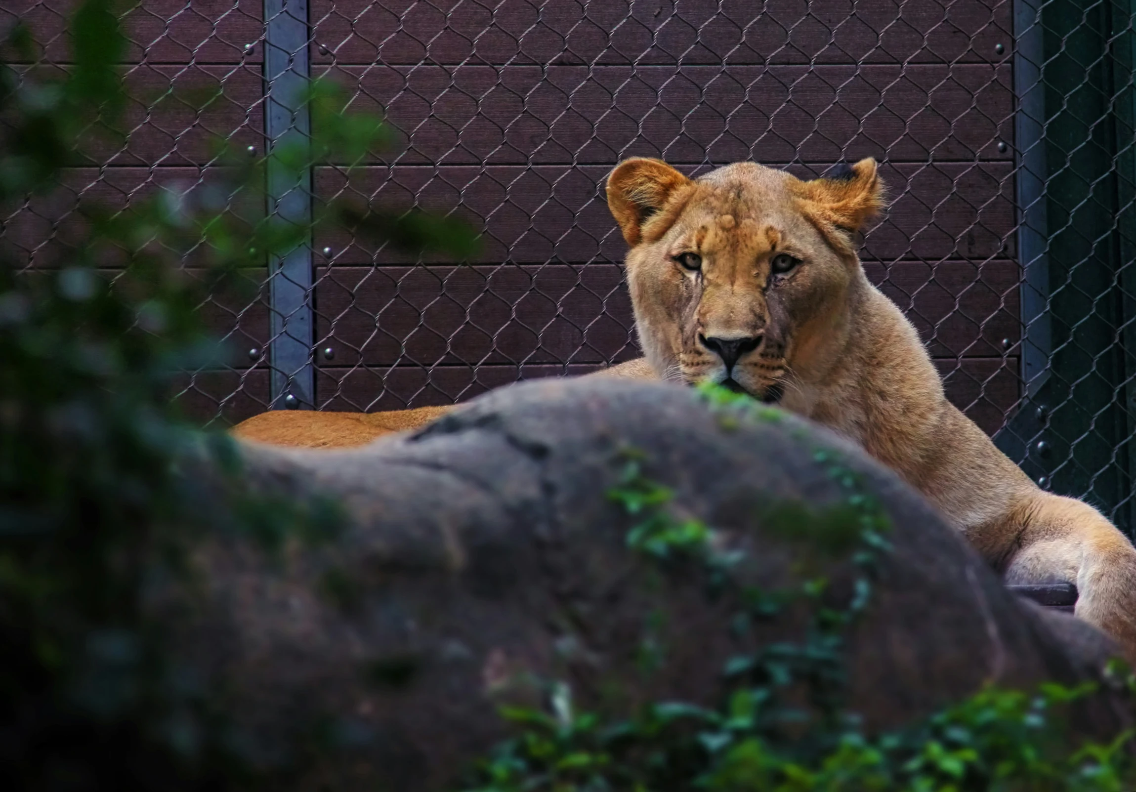 the lion is relaxing in his enclosure at the zoo