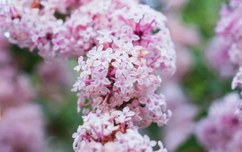 the blooming flowers are in pink color