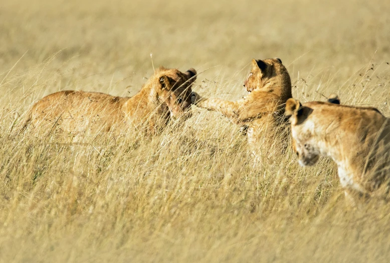 two lion cubs are playing in the tall grass