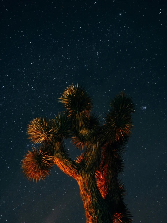 the starry sky shows the night sky above a joshua tree