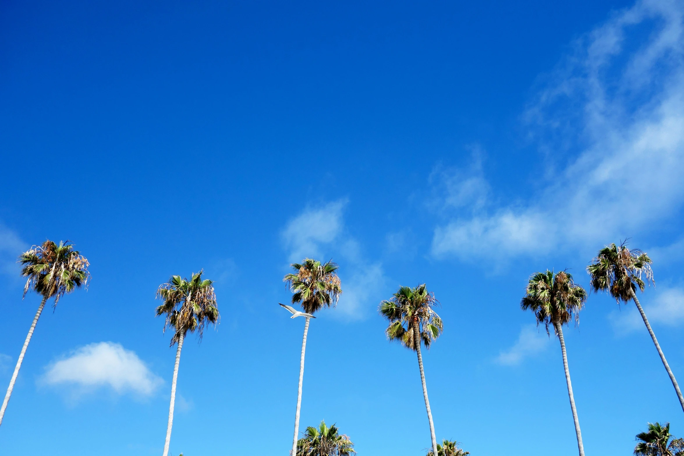 a large number of palm trees with a blue sky