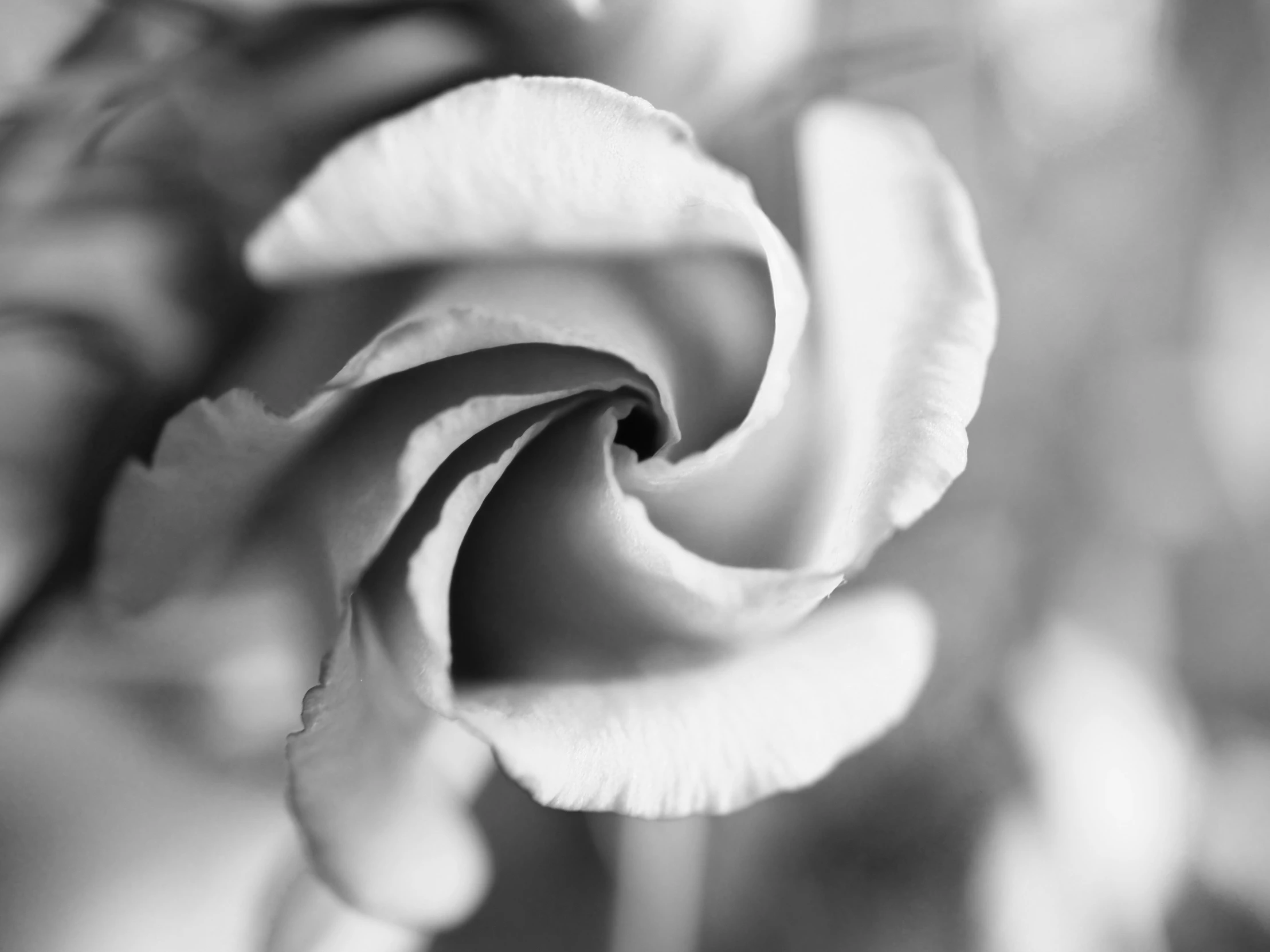 a black and white po of a rose's petals