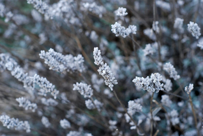 some gray flowers and brown grass