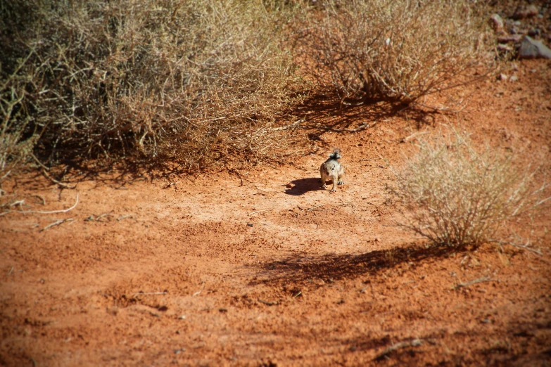 a small bird standing on a sandy path