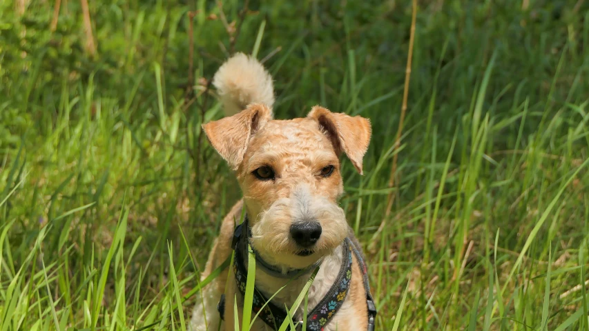 a close up of a dog in a grassy field