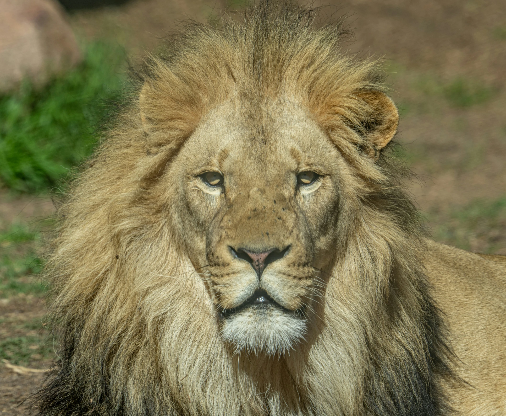 a large lion laying on top of a grass covered field