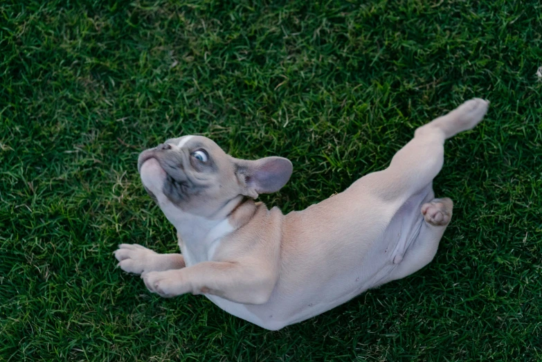 a little dog laying on its back on some grass