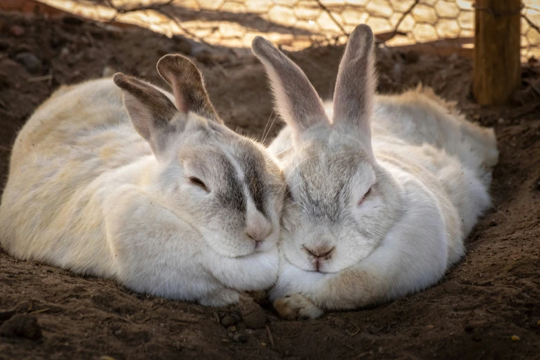 two white rabbits laying down in the dirt