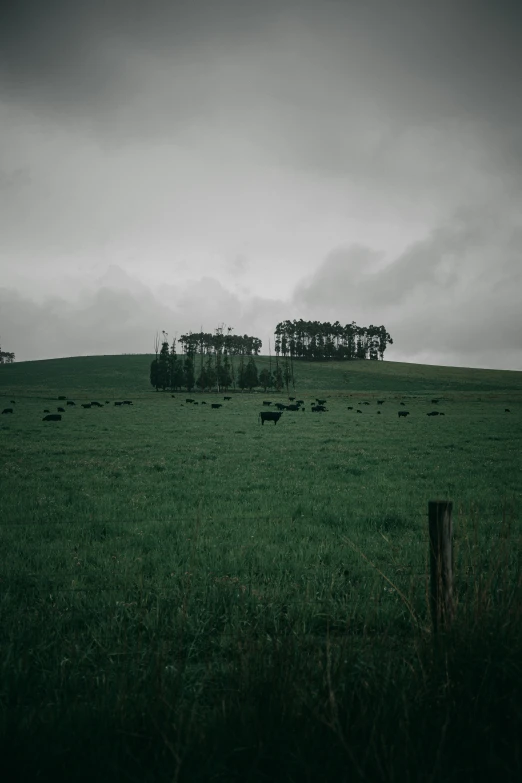 several trees in the middle of a large grassy field