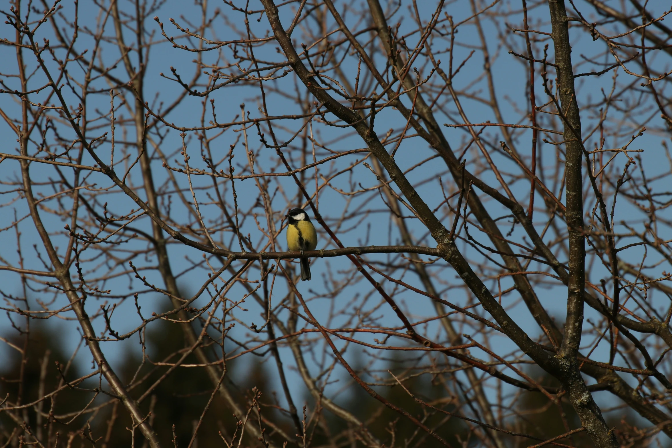 a bird is perched on top of a bare tree