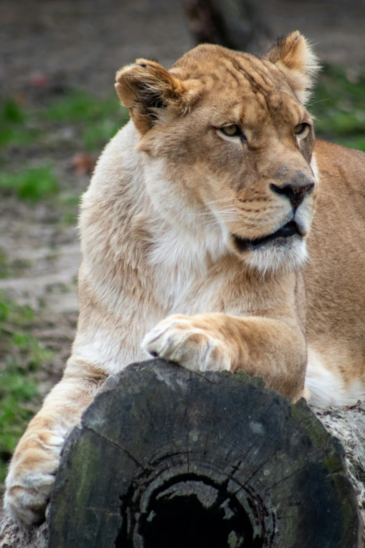 the large lion is laying on a rock