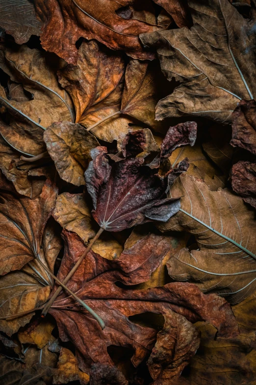 leaves of different shades sit in the sun