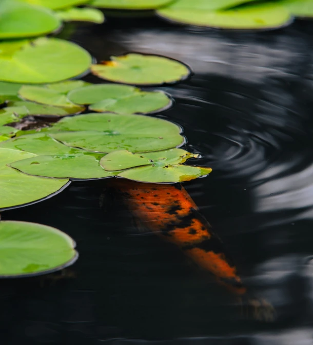 a brown fish sitting on top of a pond filled with leaves