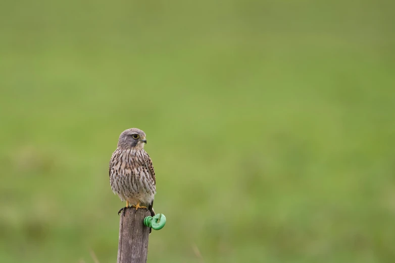 a brown bird on a post with a green tag